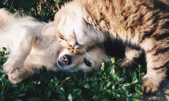 Pies z kotem na trawie. Kot ma położony łepek na psie