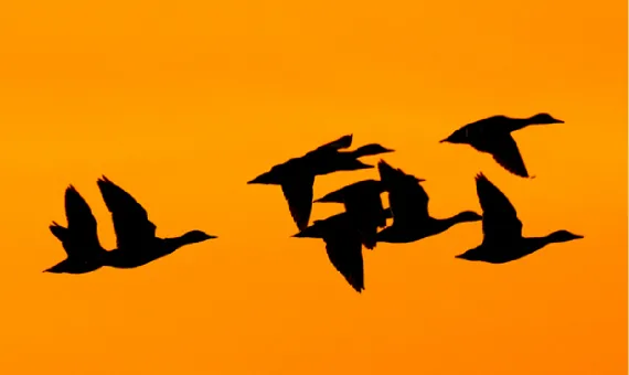 Lecące ptaki na tle pomarańczowego nieba