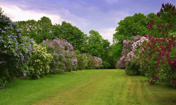 Kolekcja lilaków w Kórnickim Arboretum