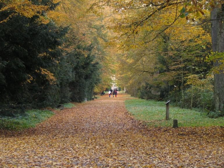 Jesienne Arboretum, widok na Aleję Lipową