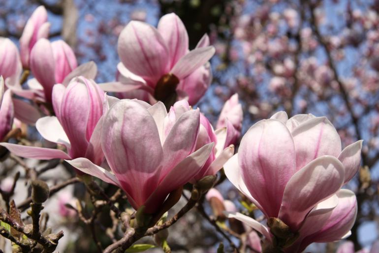 Magnolia pośrednia