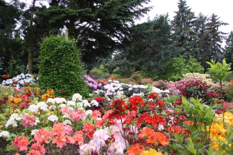 Arboretum Kórnickie, kolekcja różaneczników i azalii. Fot. K. Nowak